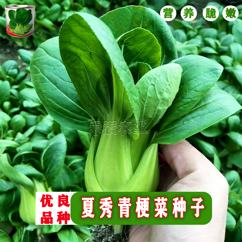 夏季专用上海青种子青梗菜种籽耐抽苔小油菜鸡毛菜种子
