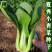 夏季专用上海青种子青梗菜种籽耐抽苔小油菜鸡毛菜种子