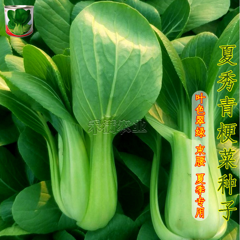 夏季专用上海青种子青梗菜种籽耐抽苔小油菜鸡毛菜种子