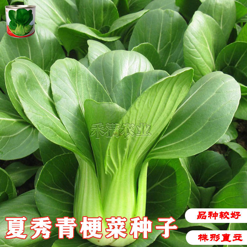 夏季专用上海青种子青梗菜种籽耐抽苔小油菜鸡毛菜种子