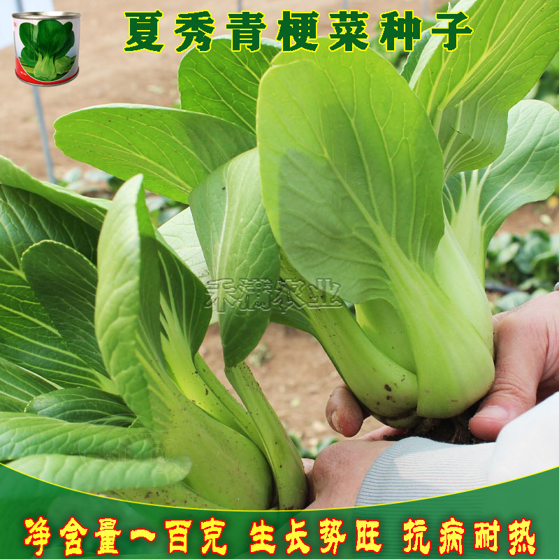 夏季专用上海青种子青梗菜种籽耐抽苔小油菜鸡毛菜种子