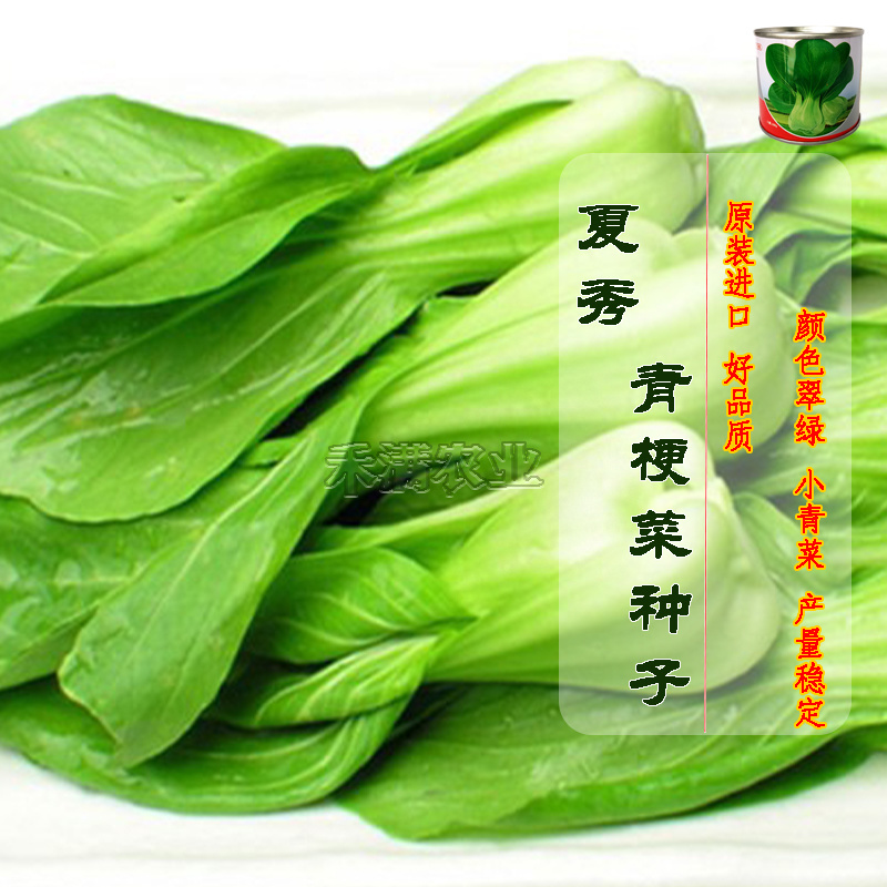 夏季专用上海青种子青梗菜种籽耐抽苔小油菜鸡毛菜种子
