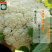 雪丰85天花菜种子有机花菜种子花椰菜高产抗寒中熟菜花种子