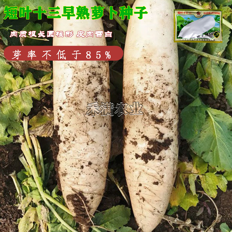 早熟玉白萝卜种子夏秋播种四季高产抗热抗病短叶十三大白萝卜