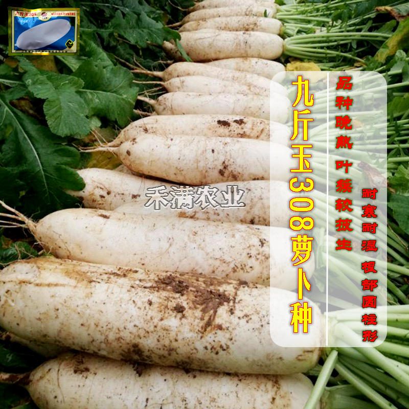 九斤玉南畔洲晚白萝卜种子大长白萝卜种籽耐寒高产蔬菜种籽孑