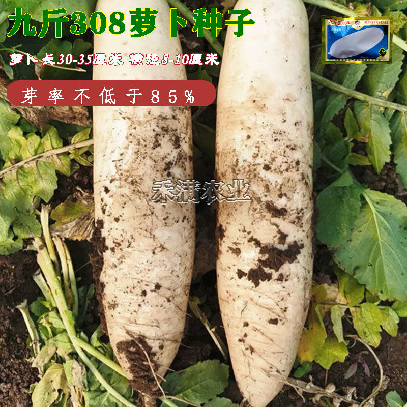 九斤玉南畔洲晚白萝卜种子大长白萝卜种籽耐寒高产蔬菜种籽孑