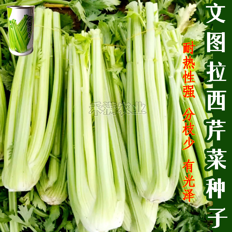 西芹文图拉蔬菜种子芹菜种子抗病高产生长势强80克装