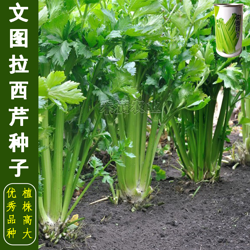 西芹文图拉蔬菜种子芹菜种子抗病高产生长势强80克装