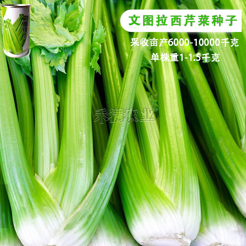 西芹文图拉蔬菜种子芹菜种子抗病高产生长势强80克装