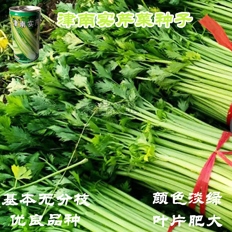 实心芹菜种津南实芹一号津南实芹芹菜种子原装正品耐寒