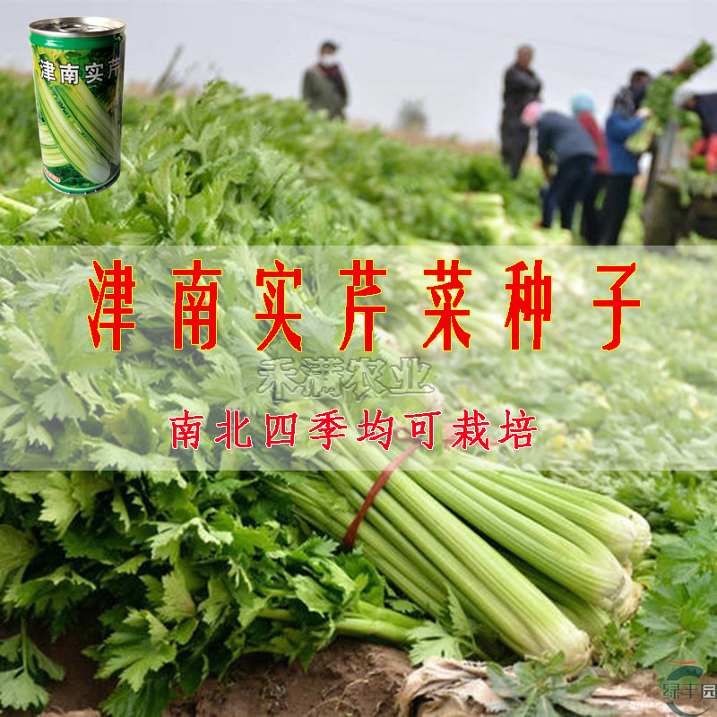 实心芹菜种津南实芹一号津南实芹芹菜种子原装正品耐寒