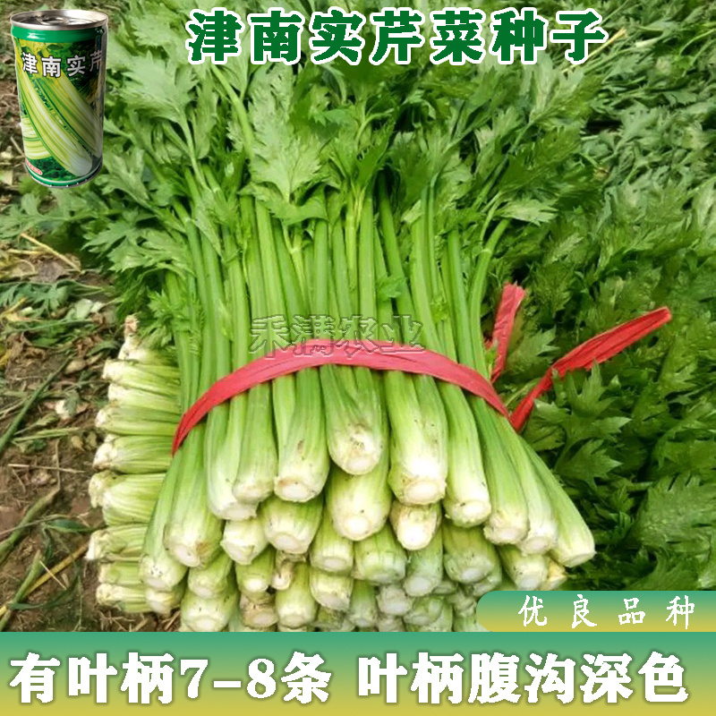 实心芹菜种津南实芹一号津南实芹芹菜种子原装正品耐寒