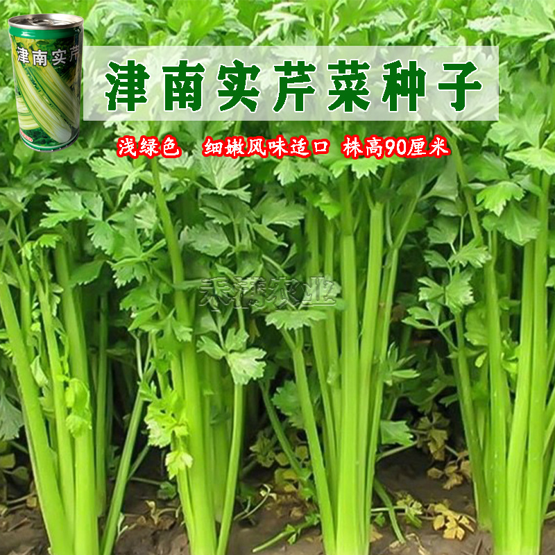 实心芹菜种津南实芹一号津南实芹芹菜种子原装正品耐寒