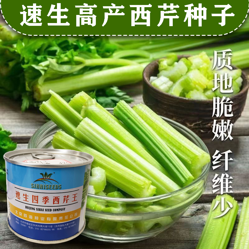 北京四海种业速生四季西芹王芹菜种子西洋芹种子纤维少高产包