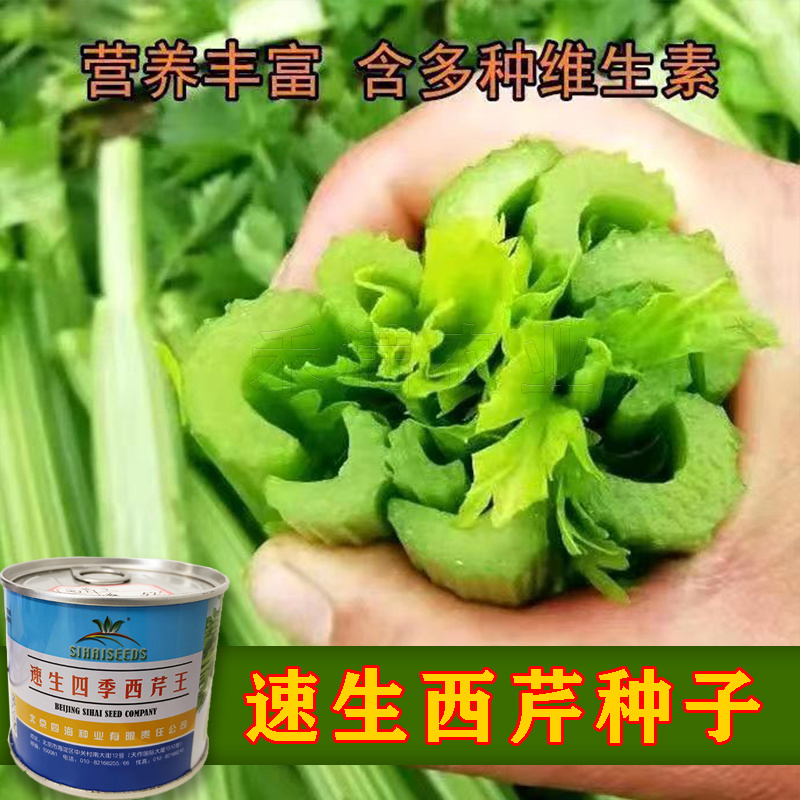 北京四海种业速生四季西芹王芹菜种子西洋芹种子纤维少高产包