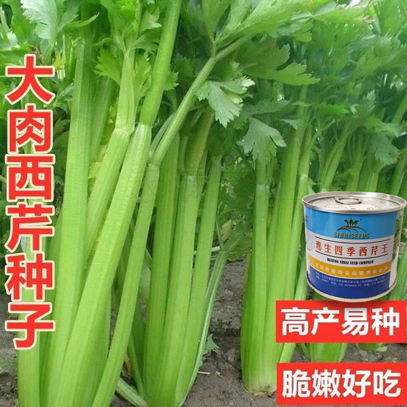 北京四海种业速生四季西芹王芹菜种子西洋芹种子纤维少高产包