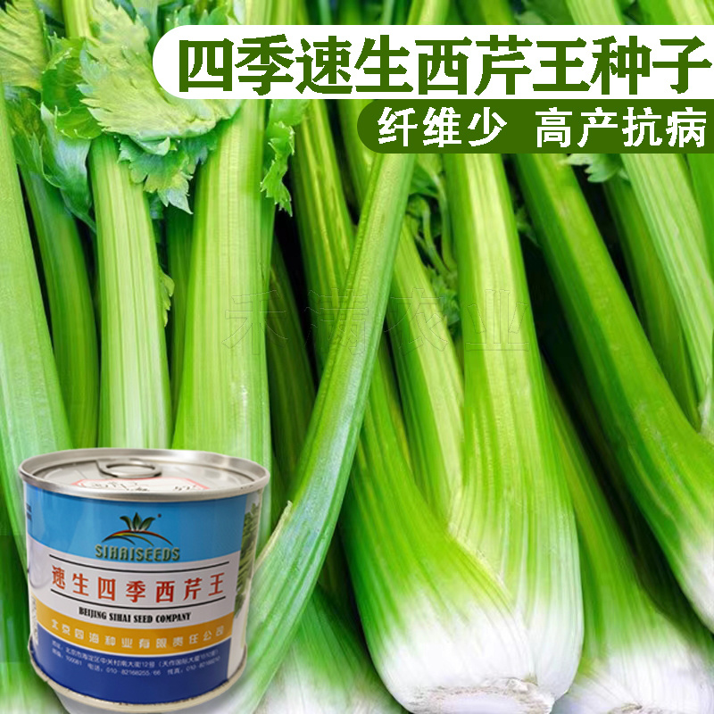 北京四海种业速生四季西芹王芹菜种子西洋芹种子纤维少高产包