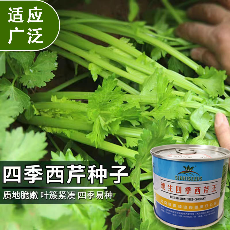 北京四海种业速生四季西芹王芹菜种子西洋芹种子纤维少高产包