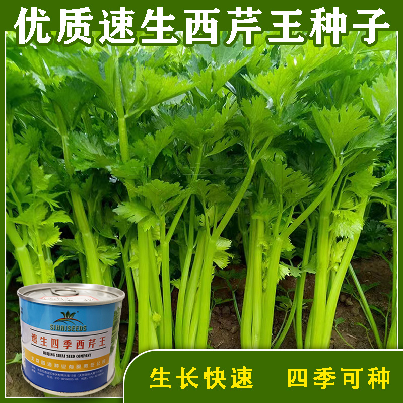 北京四海种业速生四季西芹王芹菜种子西洋芹种子纤维少高产包