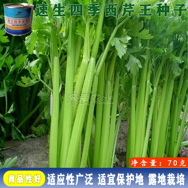 北京四海种业速生四季西芹王芹菜种子西洋芹种子纤维少高产包