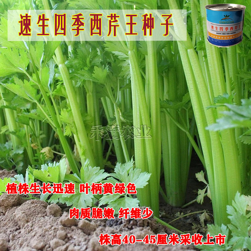 北京四海种业速生四季西芹王芹菜种子西洋芹种子纤维少高产包