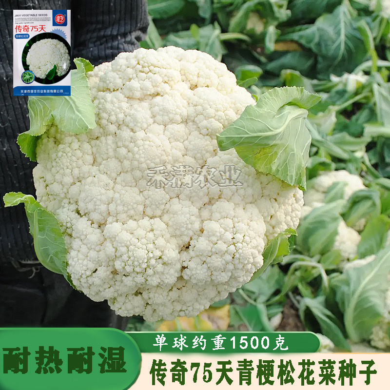 基地优品花菜种传奇75有机松花种子青梗花椰菜种籽菜花种子