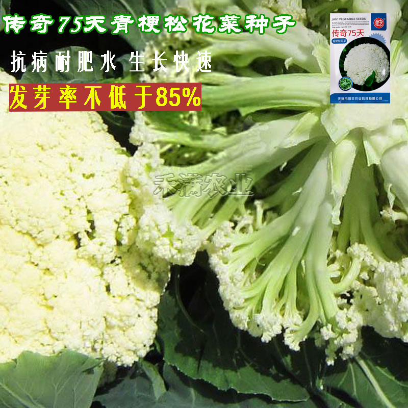 基地优品花菜种传奇75有机松花种子青梗花椰菜种籽菜花种子