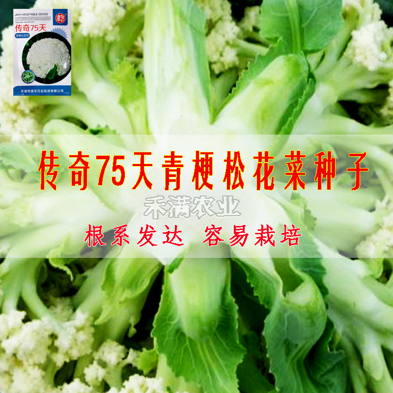基地优品花菜种传奇75有机松花种子青梗花椰菜种籽菜花种子