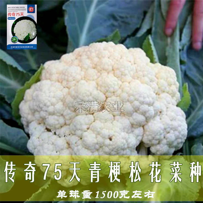 基地优品花菜种传奇75有机松花种子青梗花椰菜种籽菜花种子