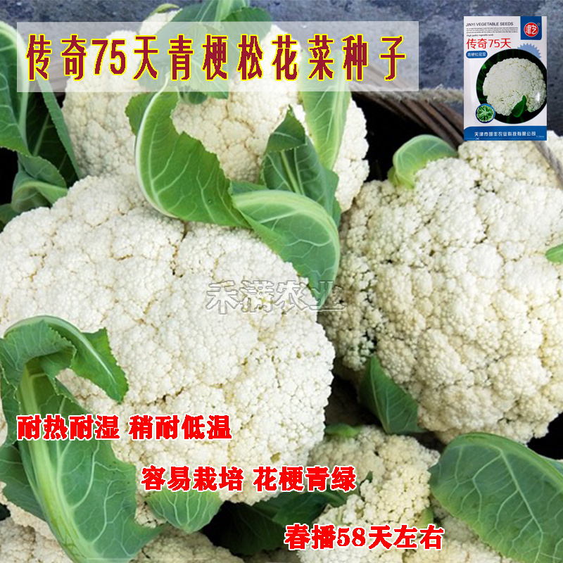 基地优品花菜种传奇75有机松花种子青梗花椰菜种籽菜花种子