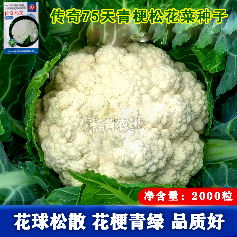 基地优品花菜种传奇75有机松花种子青梗花椰菜种籽菜花种子