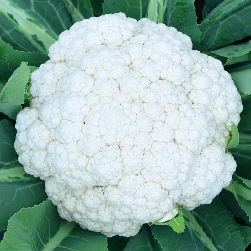 基地优品花菜种传奇75有机松花种子青梗花椰菜种籽菜花种子