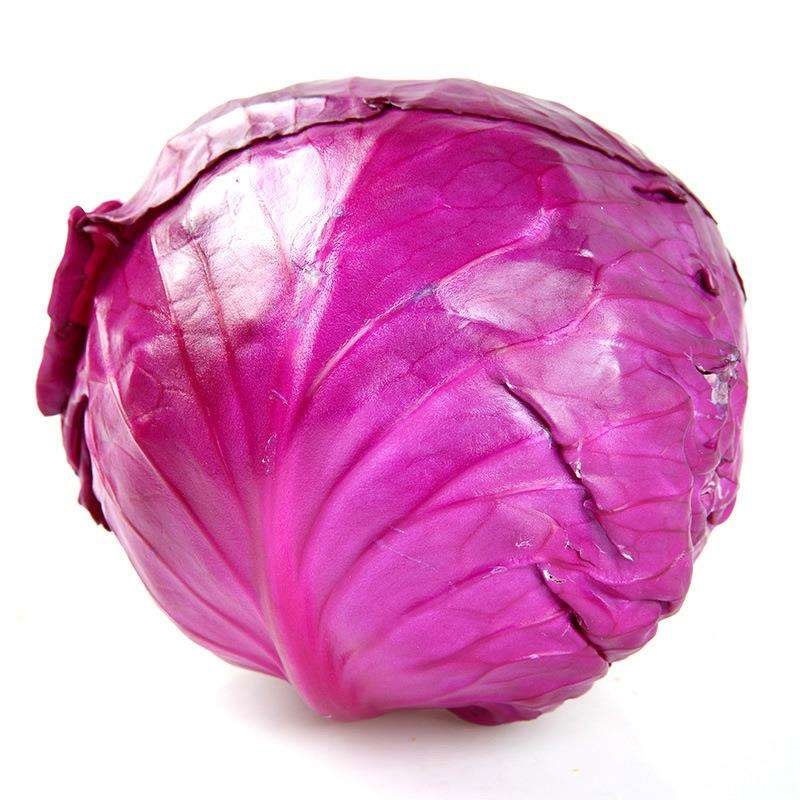 新品紫甘蓝菜种子紫卷心菜包心菜籽种红甘兰包菜甘蓝种子