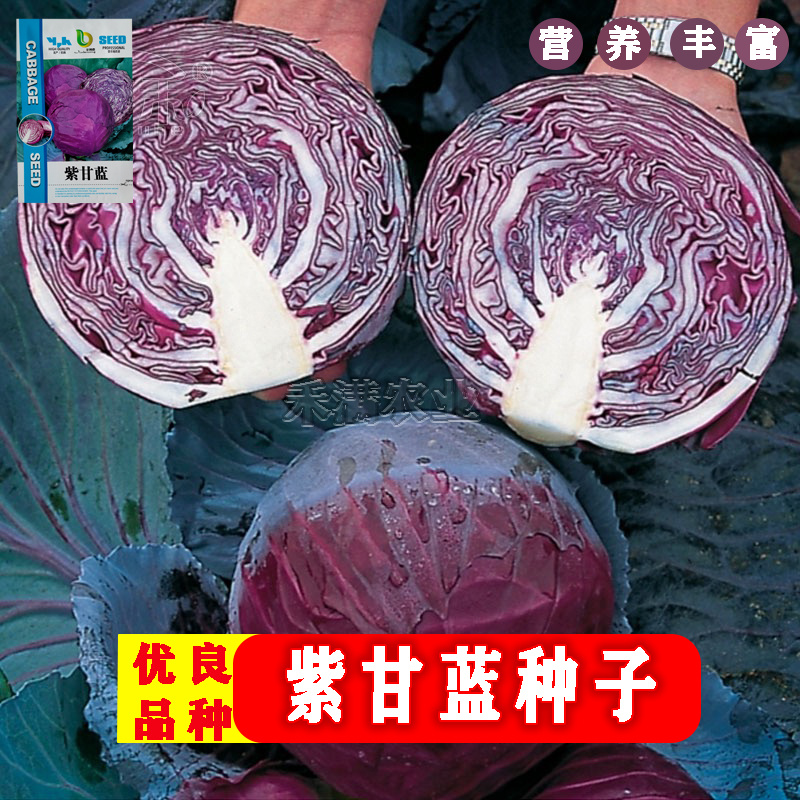 新品紫甘蓝菜种子紫卷心菜包心菜籽种红甘兰包菜甘蓝种子