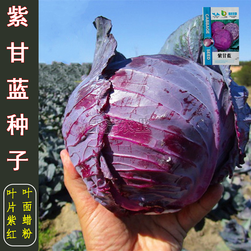 新品紫甘蓝菜种子紫卷心菜包心菜籽种红甘兰包菜甘蓝种子