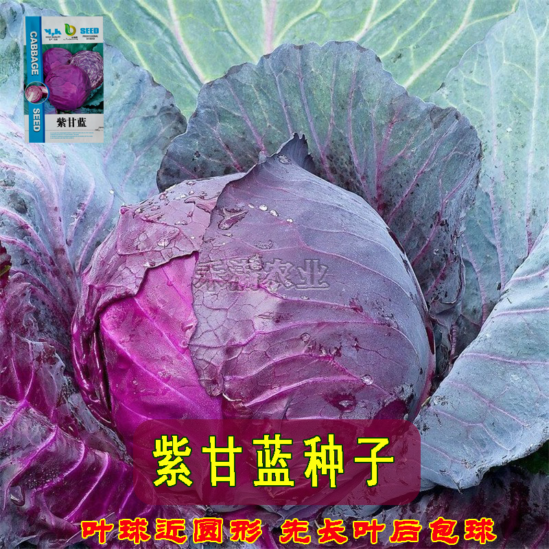 新品紫甘蓝菜种子紫卷心菜包心菜籽种红甘兰包菜甘蓝种子