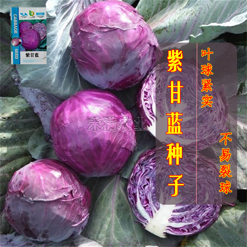 新品紫甘蓝菜种子紫卷心菜包心菜籽种红甘兰包菜甘蓝种子