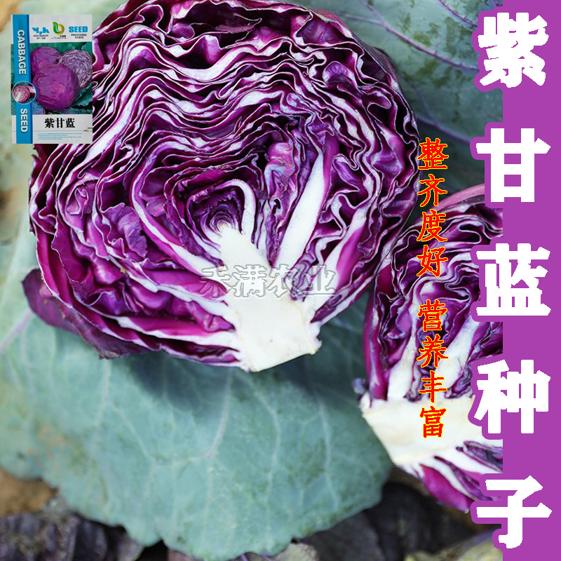新品紫甘蓝菜种子紫卷心菜包心菜籽种红甘兰包菜甘蓝种子