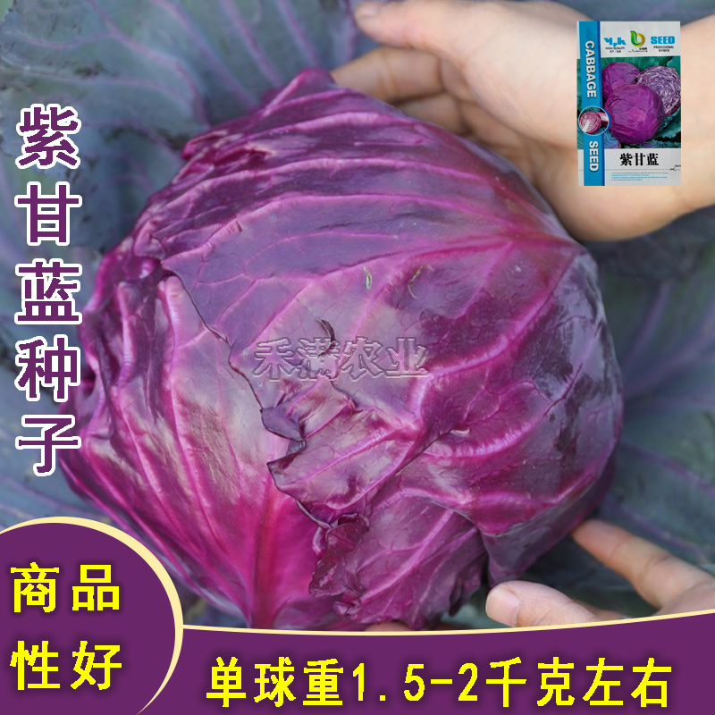 新品紫甘蓝菜种子紫卷心菜包心菜籽种红甘兰包菜甘蓝种子