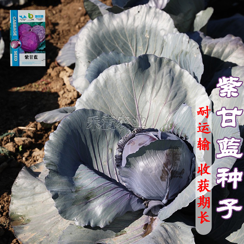 新品紫甘蓝菜种子紫卷心菜包心菜籽种红甘兰包菜甘蓝种子
