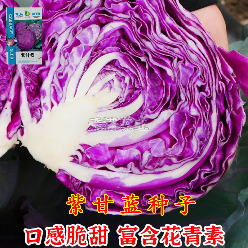 新品紫甘蓝菜种子紫卷心菜包心菜籽种红甘兰包菜甘蓝种子