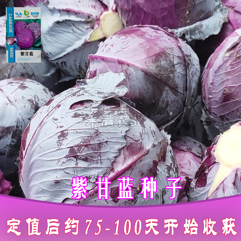 新品紫甘蓝菜种子紫卷心菜包心菜籽种红甘兰包菜甘蓝种子