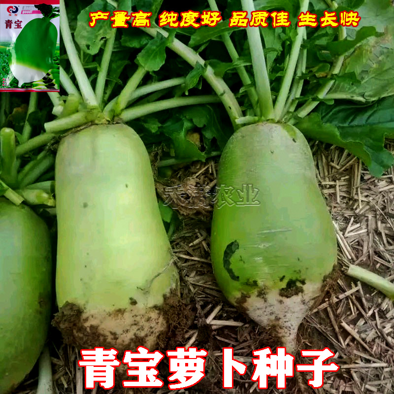 玉农青宝萝卜种子绿皮萝卜种籽春秋高产四季蔬菜青萝卜种子