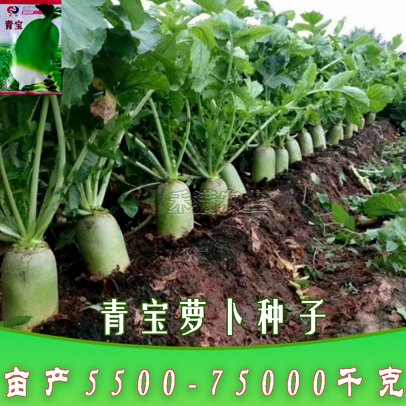 玉农青宝萝卜种子绿皮萝卜种籽春秋高产四季蔬菜青萝卜种子