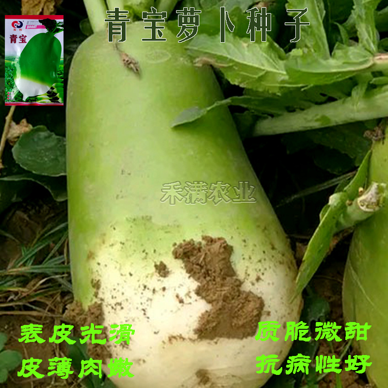 玉农青宝萝卜种子绿皮萝卜种籽春秋高产四季蔬菜青萝卜种子