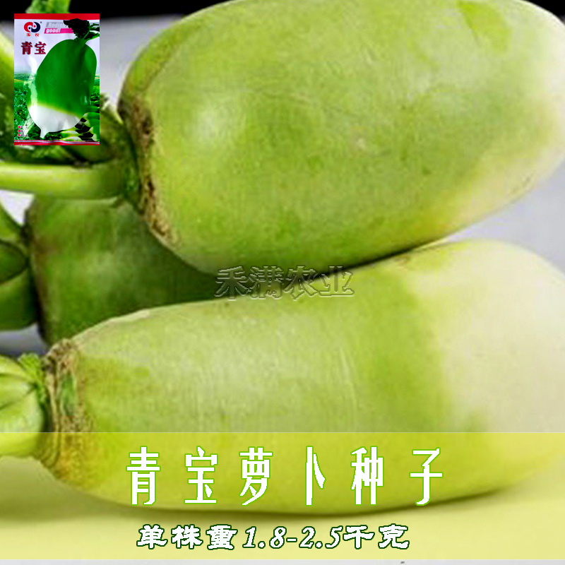 玉农青宝萝卜种子绿皮萝卜种籽春秋高产四季蔬菜青萝卜种子