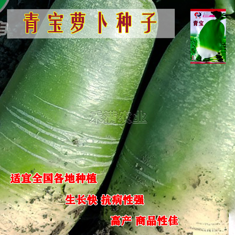 玉农青宝萝卜种子绿皮萝卜种籽春秋高产四季蔬菜青萝卜种子