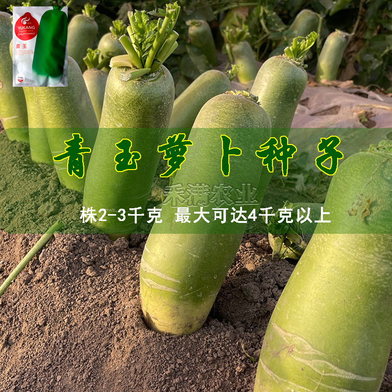 基地优品青玉露头青萝卜种子早熟耐热夏秋季播萝卜种子