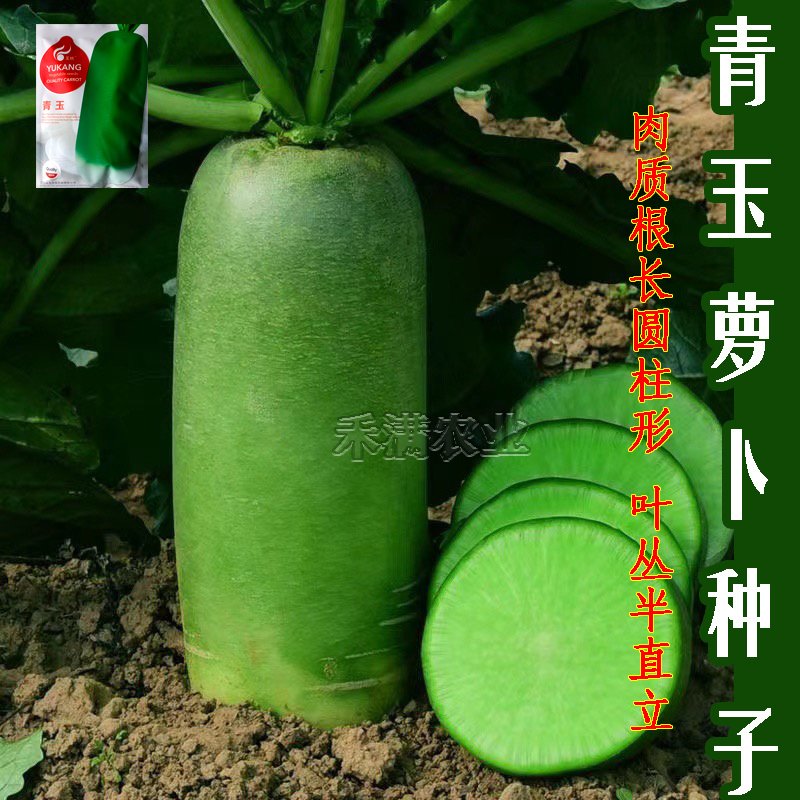 基地优品青玉露头青萝卜种子早熟耐热夏秋季播萝卜种子