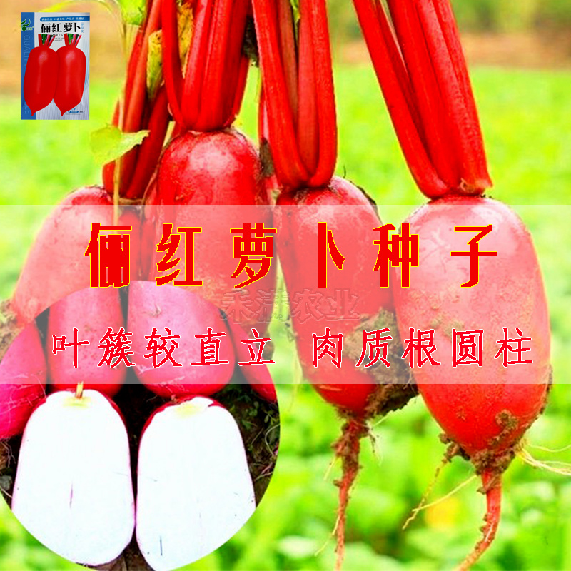 基地大红袍萝卜种子红皮白肉萝卜种籽红皮萝卜种子